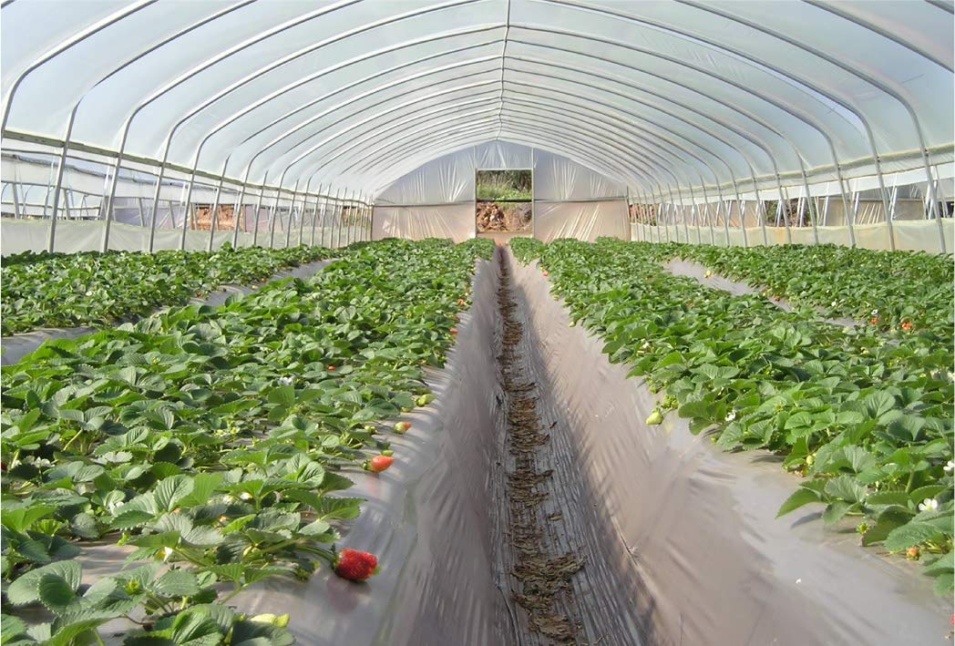 6 Mil Clear Greenhouse Plastic Film Cover - 16ft x 55ft Durable Polyethylene Sheeting for Plant Protection | UV Resistant, 4-Year Lifespan | Perfect for Backyard Gardens, Commercial Greenhouses & Plant Nurseries