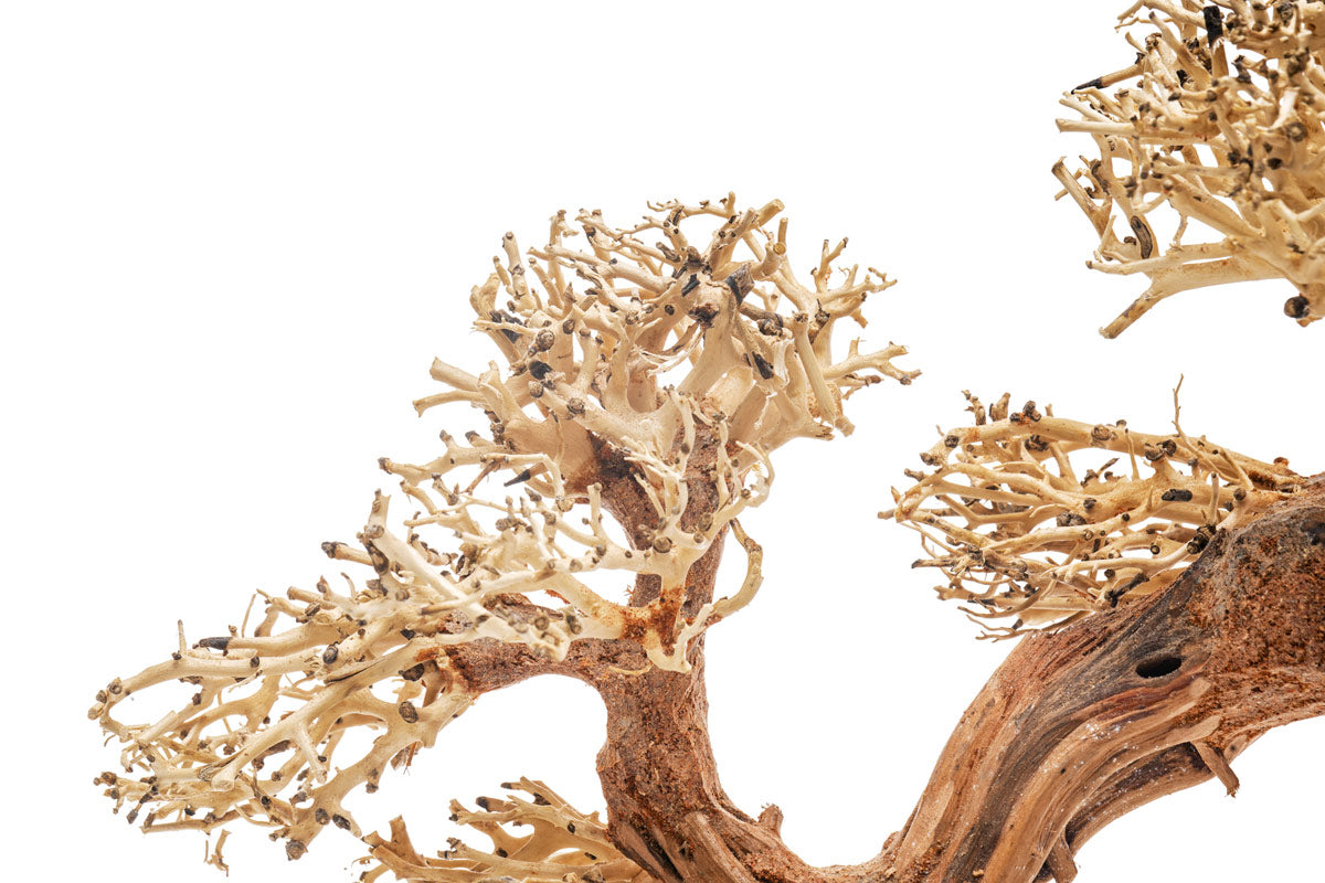 UNS Bonsai 006 - Premium Mini Bonsai Tree Kit for Home & Office Decor | Perfect for Zen Gardens, Desktop Decor, and Relaxation Gifts