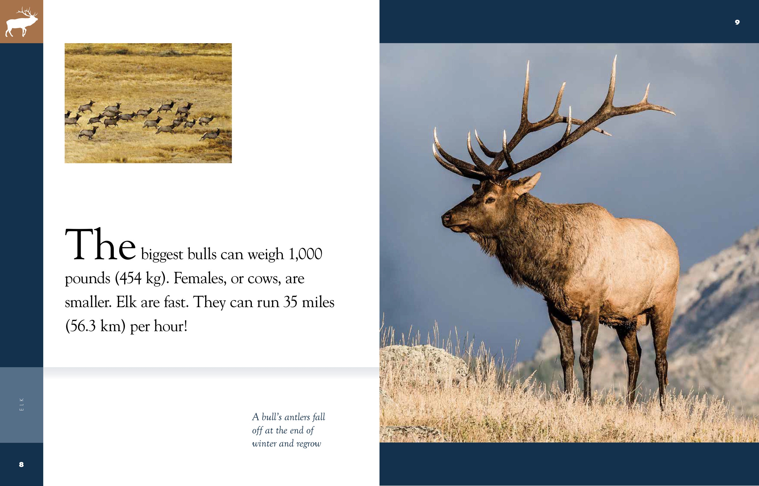 Amazing Animals (2014): Elk - Wildlife Documentary DVD - Perfect for Nature Lovers & Educational Use in Schools