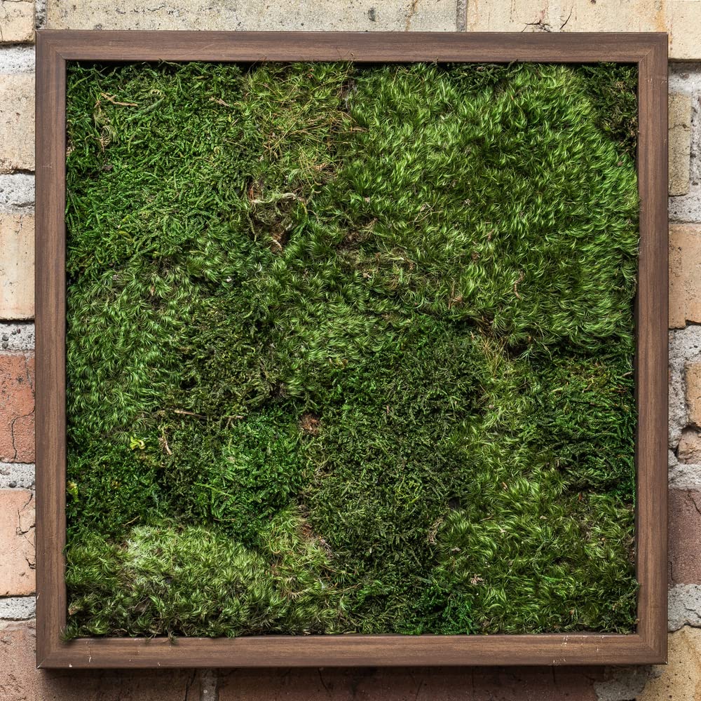 Vickerman Preserved Green Moss Sheet - 6.6 Lbs Bulk Case for Floral Arrangements, Terrariums & Home Decor