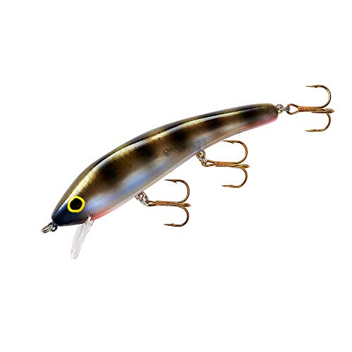 Yellow Perch