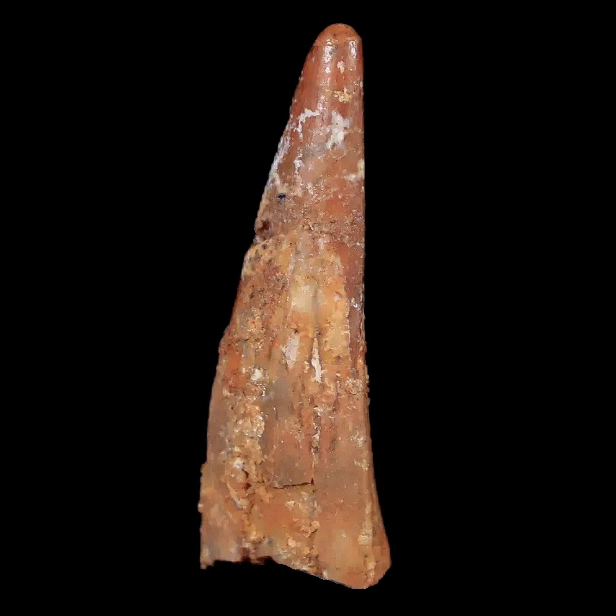 Authentic Pterosaur Coloborhynchus Fossil Tooth - Upper Cretaceous Era - Morocco Origin - Includes COA & Display Case - Perfect for Paleontology Collectors & Dinosaur Enthusiasts
