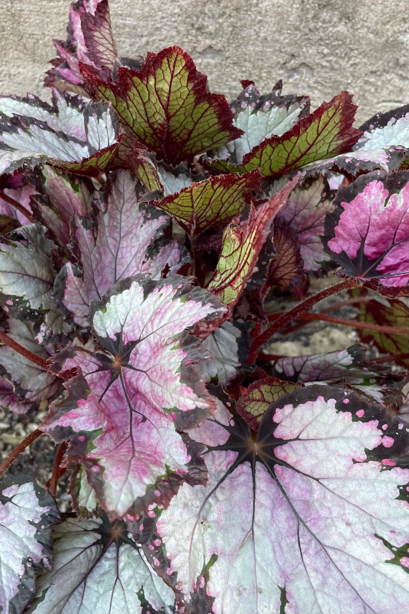 Buy Rex Begonia Cultorum - 6 Pack Live Plants for Indoor & Outdoor Gardening | Perfect for Home Decor, Office Spaces & Gift Ideas