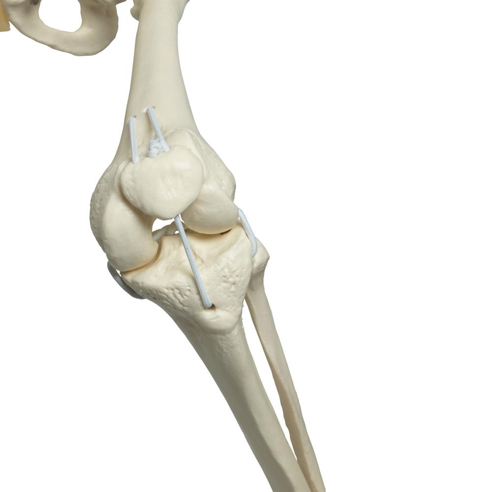 Posable Functional Skeleton Model - Frank Anatomical Figure for Medical Education & Halloween Decor | Perfect for Classroom, Doctor Office & Haunted House Displays