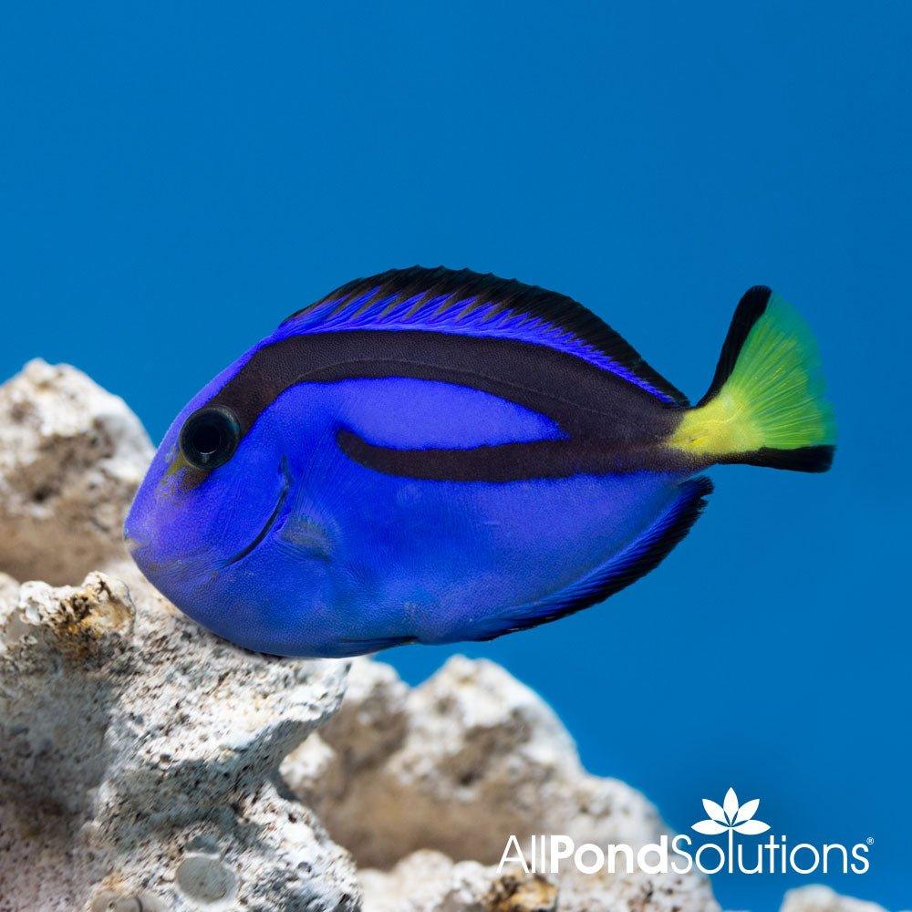 Blue Tang Fish (Paracanthurus hepatus) - Saltwater Aquarium Fish for Reef Tanks & Marine Aquascaping