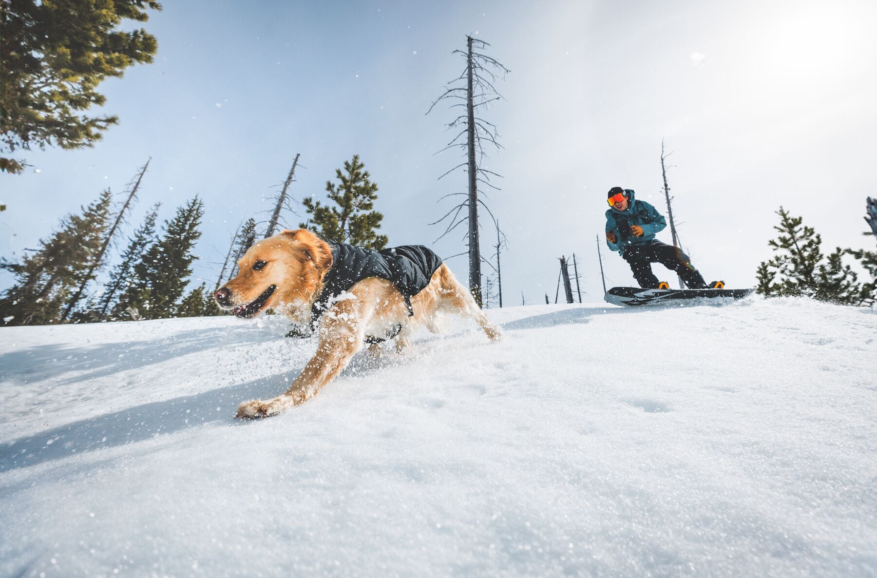 Ruffwear® Quinzee™ Dog Jacket - Insulated & Foldable, River Rock Green - Warm Winter Coat for Outdoor Adventures, Hiking & Cold Weather Protection