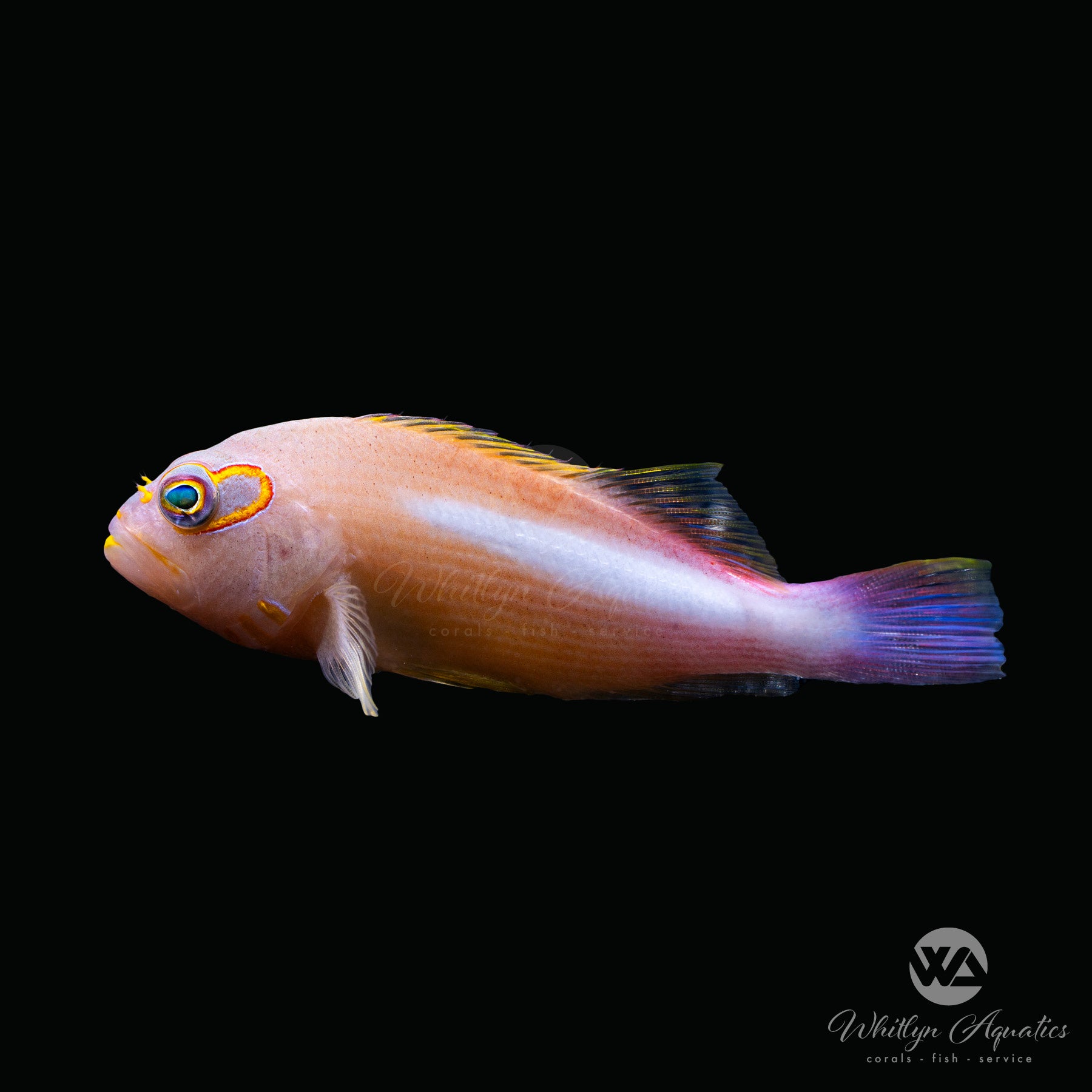 Arc Eye Hawkfish (Paracirrhites Arcatus) - Saltwater Aquarium Fish for Reef Tanks & Marine Setups | Perfect for Coral Displays & Aquatic Enthusiasts