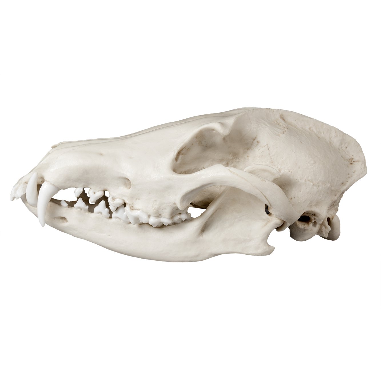 Replica Maned Wolf Skull - Lifelike Animal Skull Model for Home Decor, Halloween Props, and Educational Displays