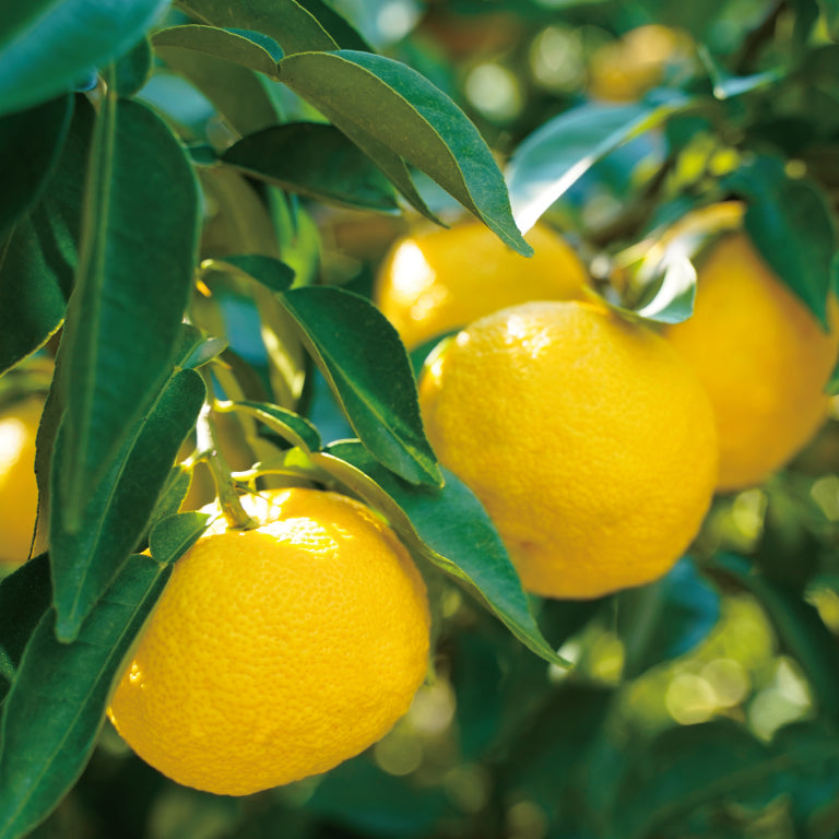 YUZUYA HONTEN 100% Pure Yuzu Juice - Unsweetened Japanese Citron Fruit Juice for Cocktails, Cooking & Healthy Drinks | Premium Yuzu Extract for Asian Cuisine & Mixology