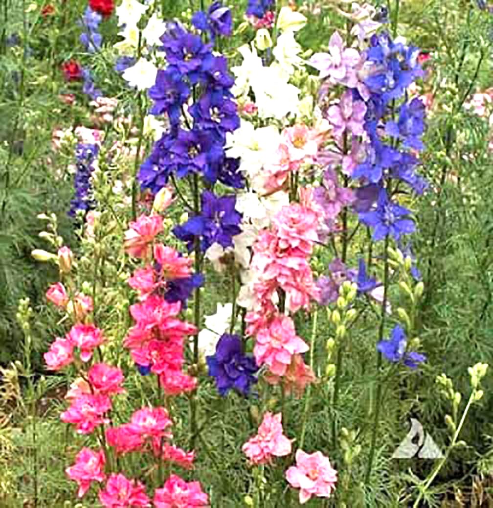 Larkspur Imperial Mix Seeds - Wild Delphinium Mixed Colors - 4 Feet Tall Flower Seeds for Garden, Bouquets & Floral Arrangements - Perfect for Wedding Decor, Home Gardening and Landscaping