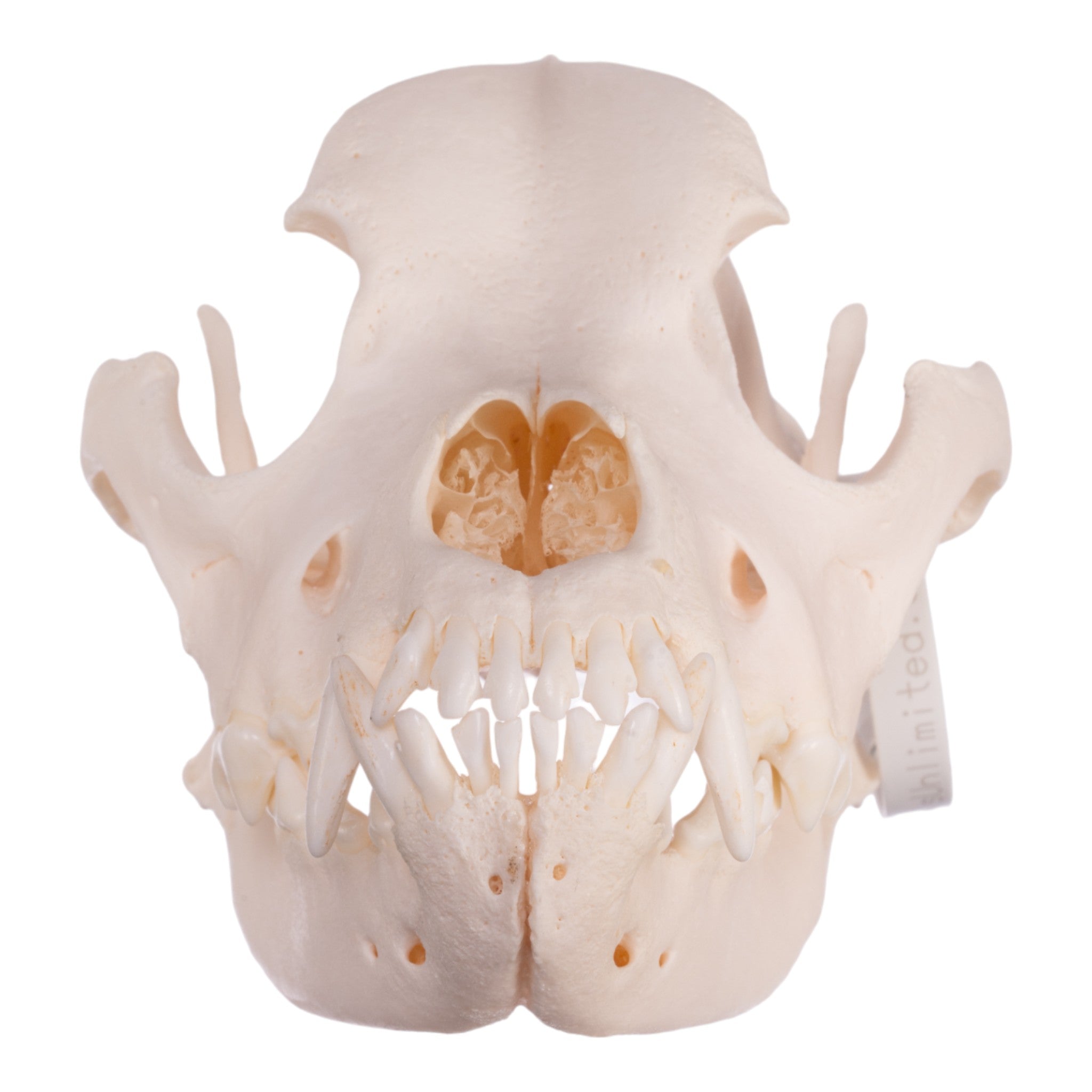 Authentic Rottweiler Dog Skull - Real Domestic Canine Specimen for Veterinary Study, Taxidermy & Halloween Decor
