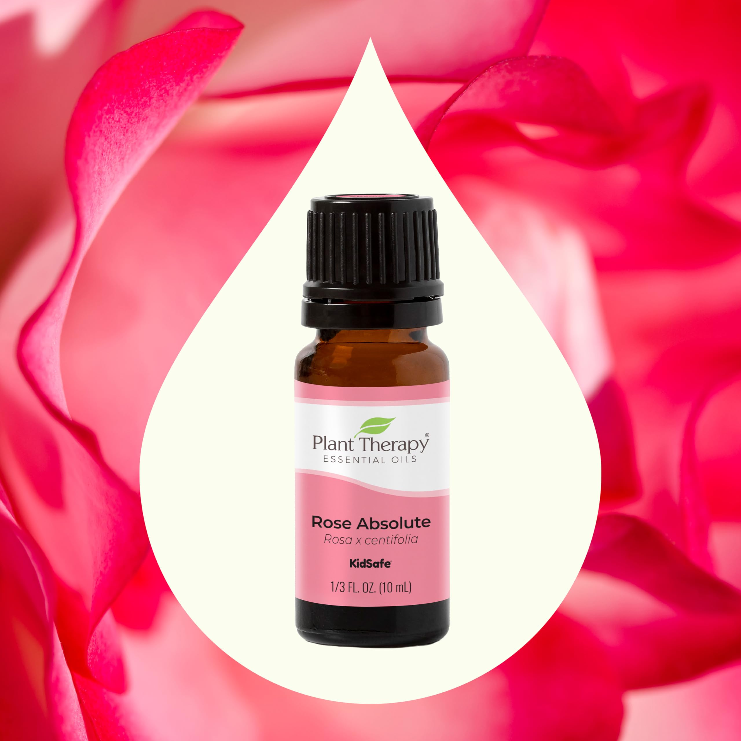 Plant Therapy Rose Absolute Essential Oil 100% Pure & Undiluted - Natural Aromatherapy Oil for Relaxation, Skin Care & Diffuser - Therapeutic Grade 10 mL (1/3 oz) for Home Spa, Massage & DIY Beauty Products