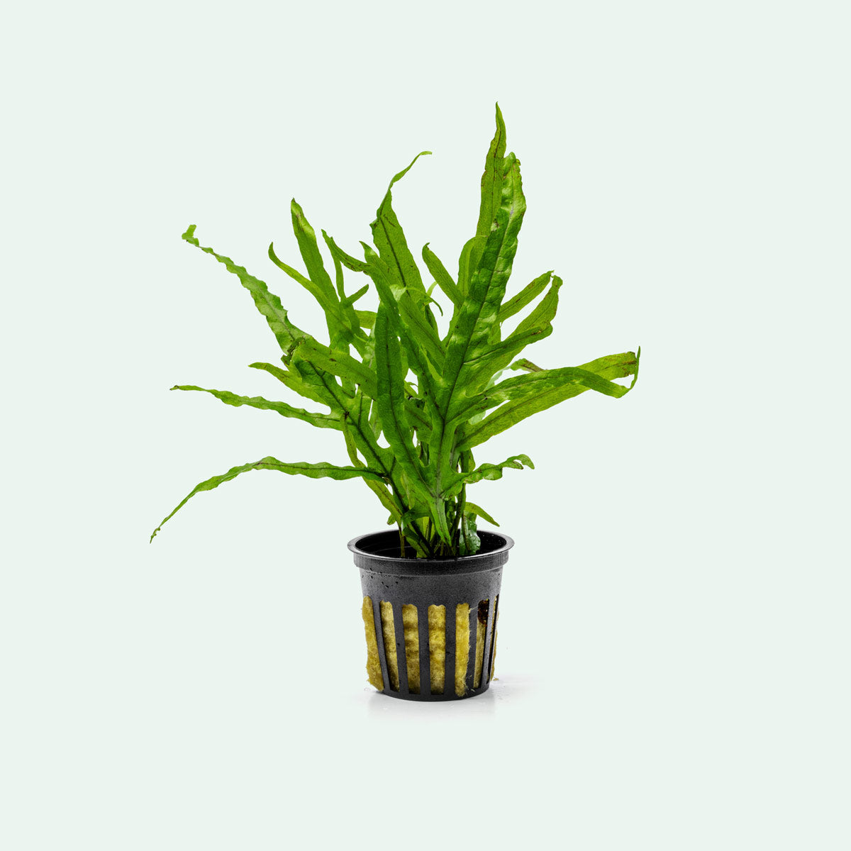 Microsorum Pteropus Trident - Live Aquatic Fern Plant for Freshwater Aquariums | Easy Care Low Light Aquarium Plants for Fish Tanks, Shrimp Tanks & Aquascaping
