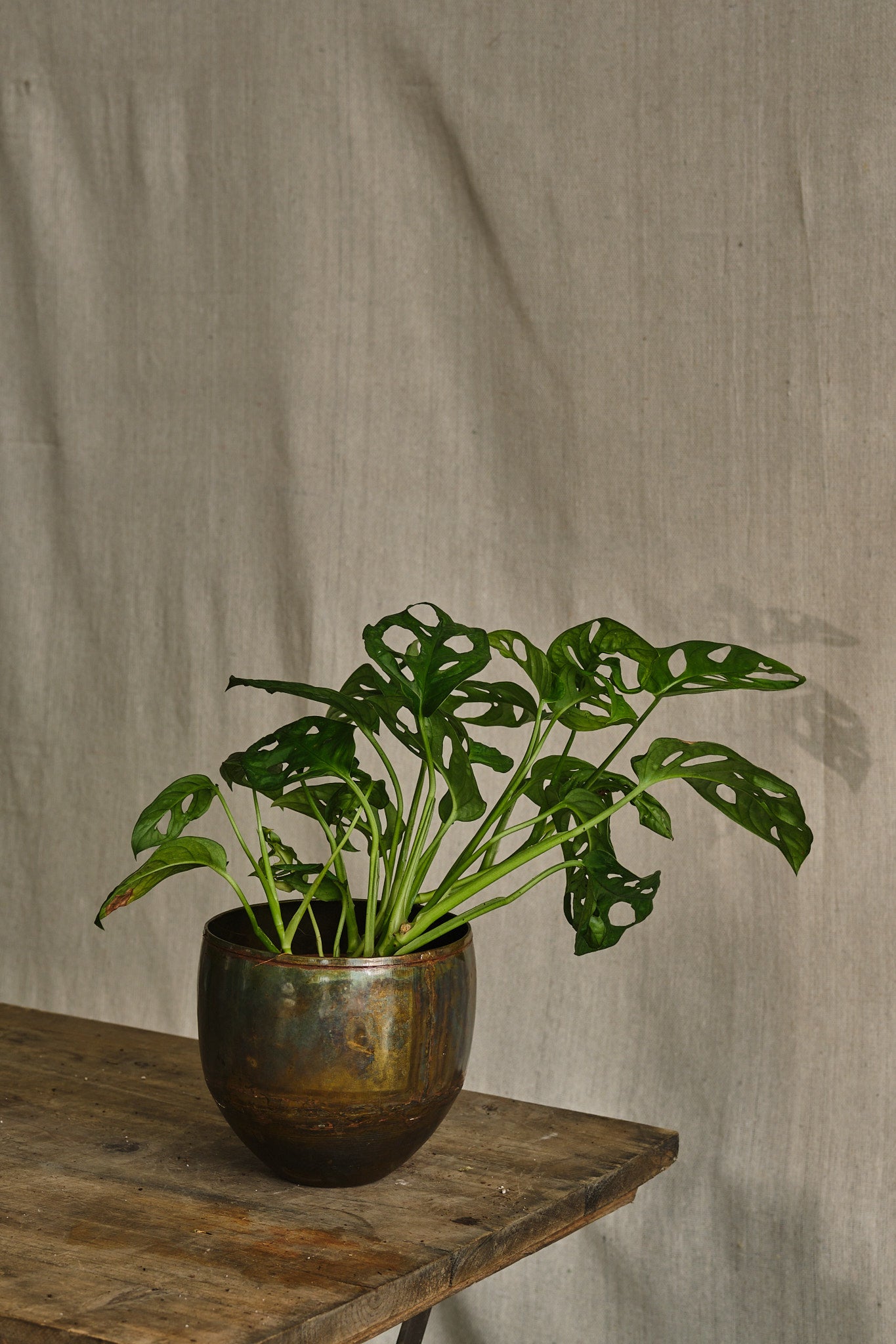 Monstera Adansonii Swiss Cheese Plant - Live Indoor Houseplant for Home Decor, Office & Garden - Easy Care Tropical Vine with Unique Leaf Holes