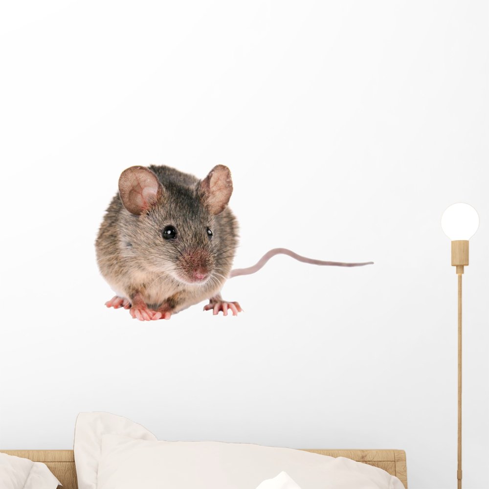 Wallmonkeys Striped Field Mouse Wall Decal - Peel & Stick Removable Graphic Art (18x13 Inches) - Perfect for Nursery, Kids Room & Wildlife Themed Decor