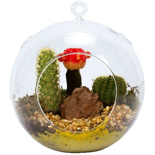 2 Pack Clear Plastic Terrarium Globes - Shatter-Proof DIY Plant Terrarium Kit for Home Decor, Mini Garden & Succulent Display - Perfect for Indoor Plants, Fairy Gardens, and Office Desk Decorations