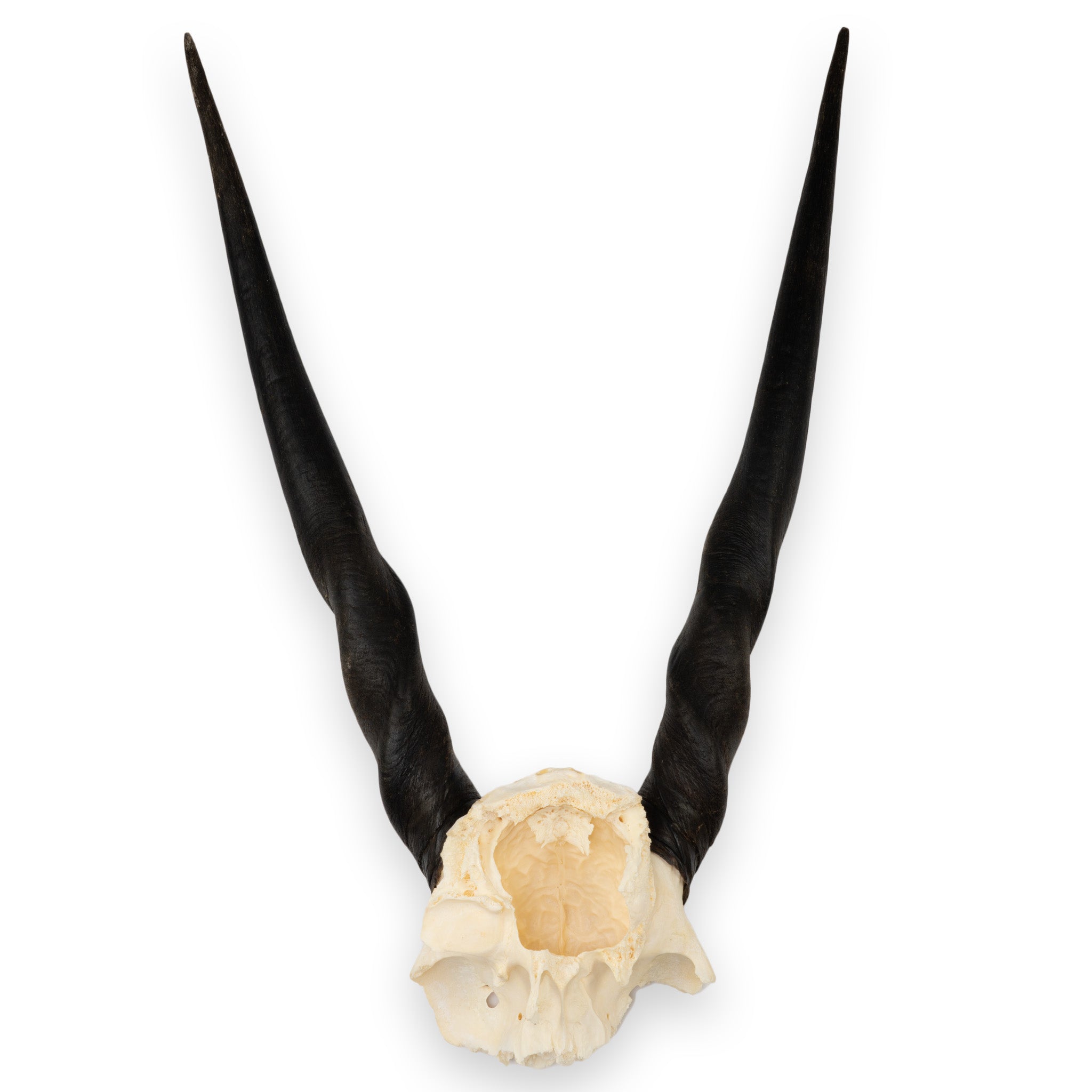 Real Eland Skull Plate - Authentic African Taxidermy Decor for Hunting Lodge, Cabin & Man Cave - Unique Wall Mount Trophy for Rustic Home Decor