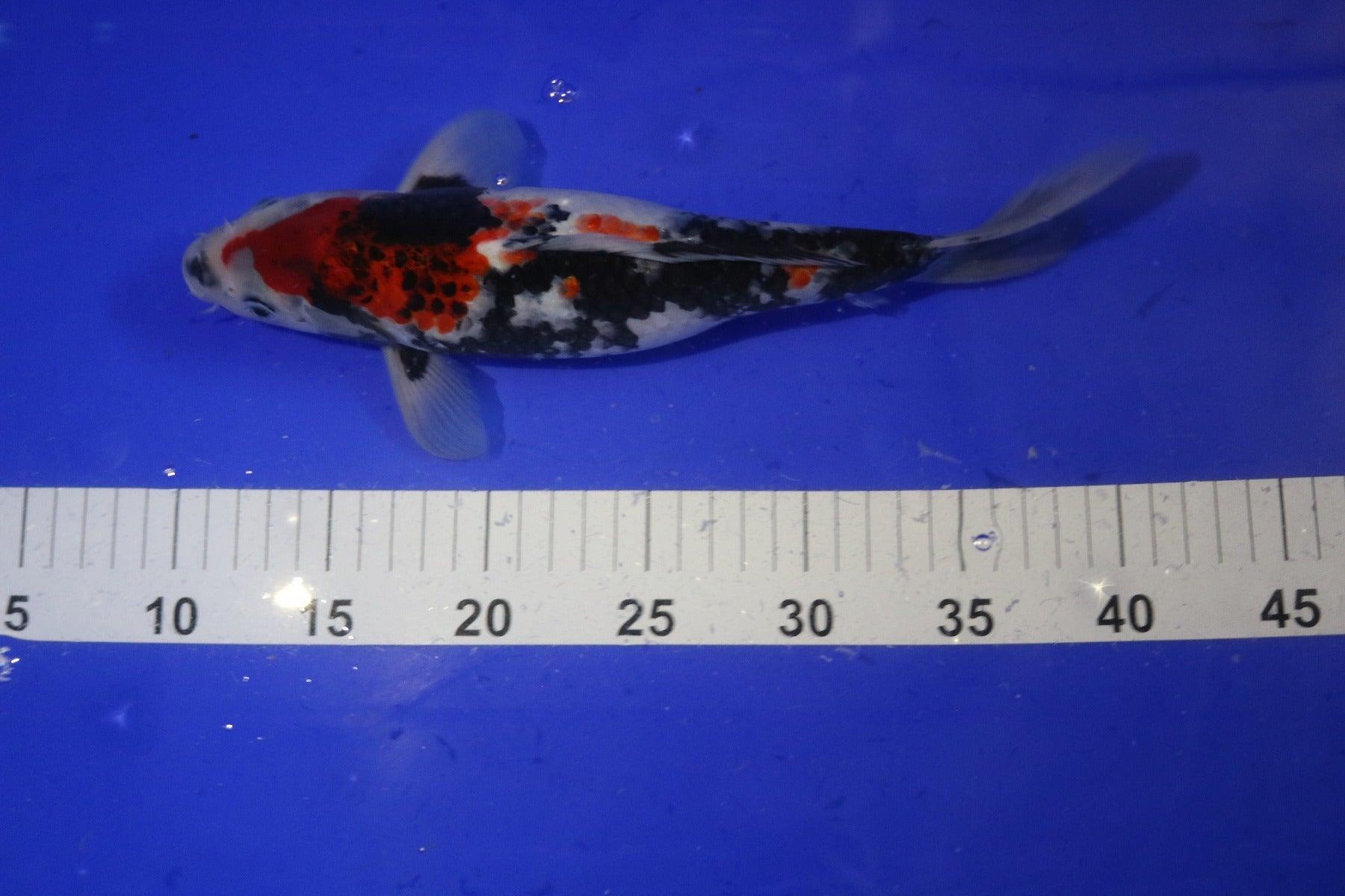 Premium Sanke 10-12 Inch Koi Fish for Sale | High-Quality Japanese Koi Carp | Perfect for Ponds, Aquariums & Water Gardens