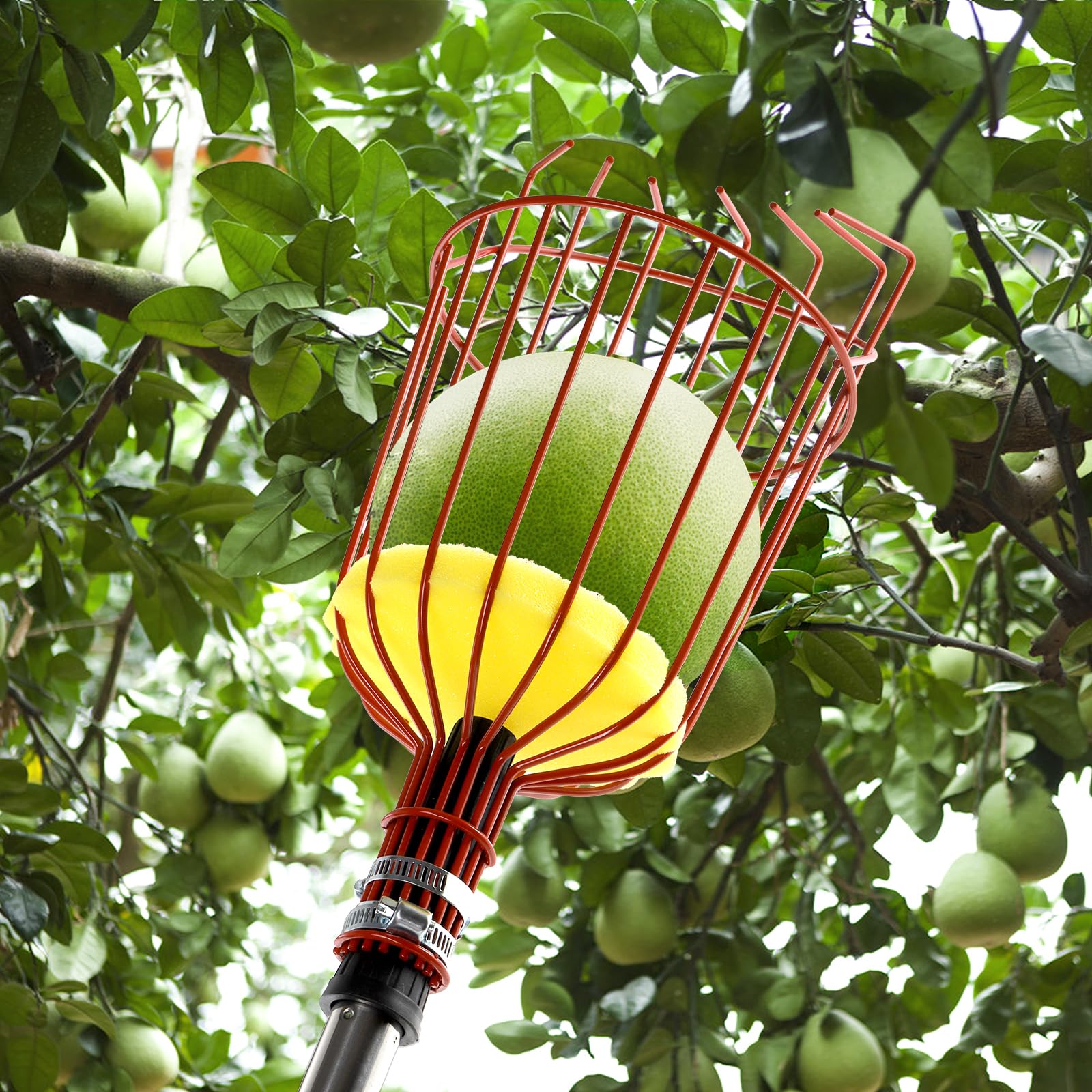 Suwimut 8FT Telescopic Fruit Picker Pole with Twist-On Basket - Adjustable Harvesting Tool for Avocados, Lemons, Pears, Mangoes & Oranges - Perfect for Home Orchards, Backyard Harvesting & Tall Tree Fruit Picking