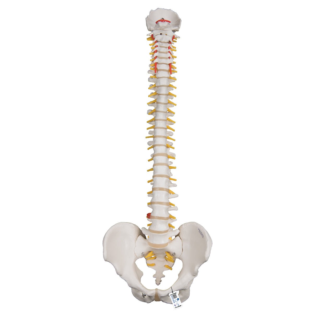 Highly Flexible Spine Model - Anatomical Human Vertebral Column for Medical Education & Training | Perfect for Students, Chiropractors & Physical Therapists