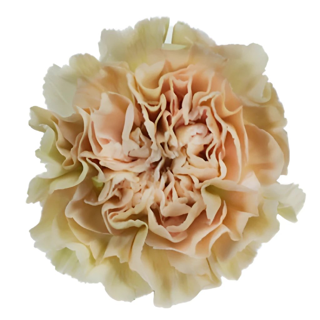 Antique Creamy Peach Carnation Flowers - Artificial Silk Floral Arrangement for Home Decor, Wedding Centerpieces, and Party Decorations