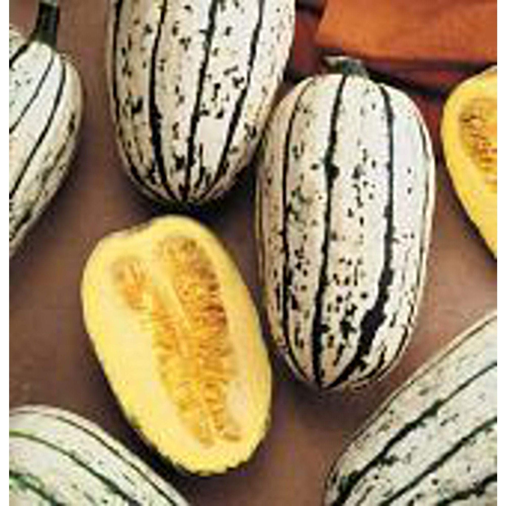 Organic Sweet Potato Squash Seeds - Non-GMO Heirloom Variety (25+ Seeds) for Home Vegetable Gardening | Perfect for Soups, Roasting & Healthy Recipes