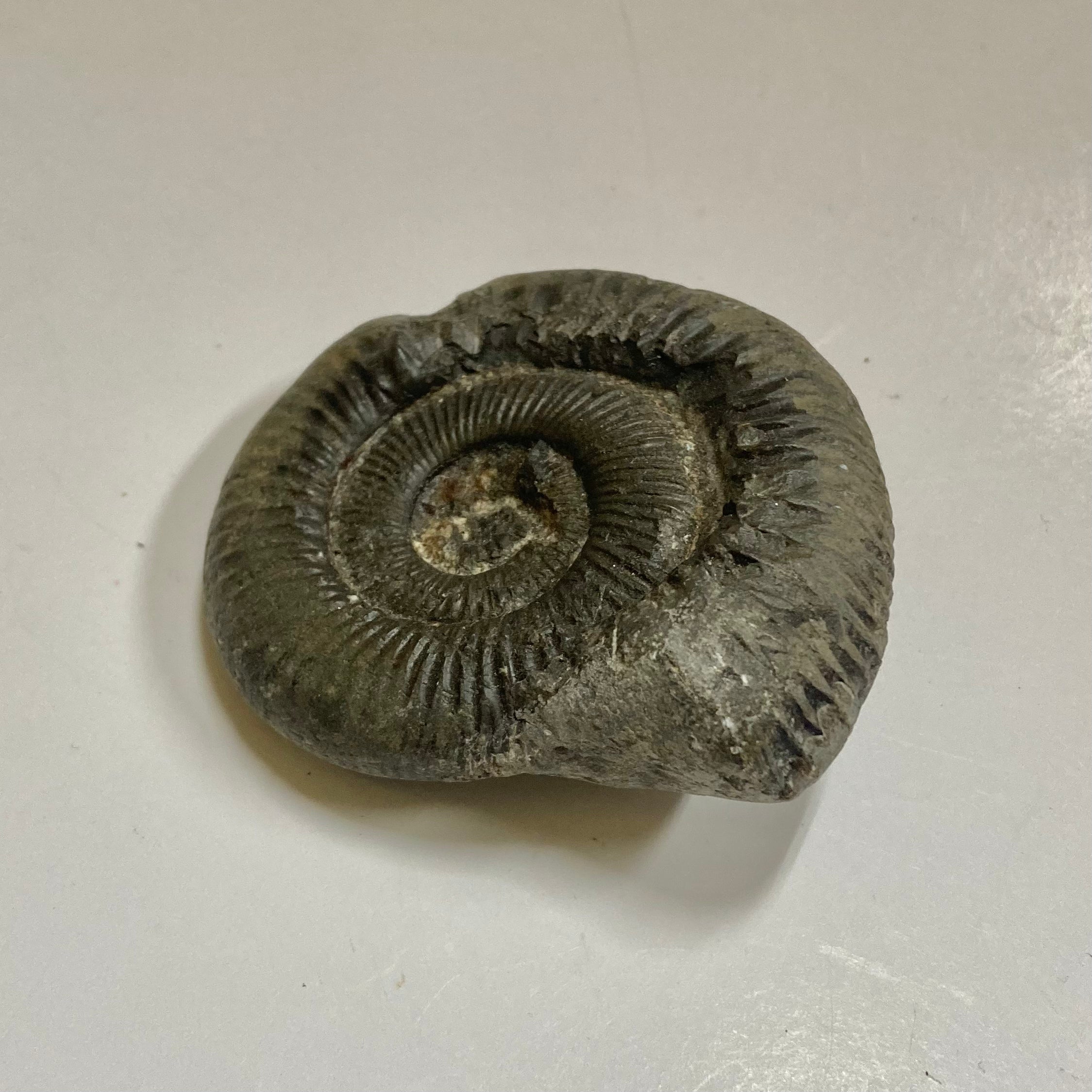 Authentic Dactylioceras Ammonite Fossil - Natural Jurassic Ammonite Specimen for Collectors, Home Decor & Educational Use
