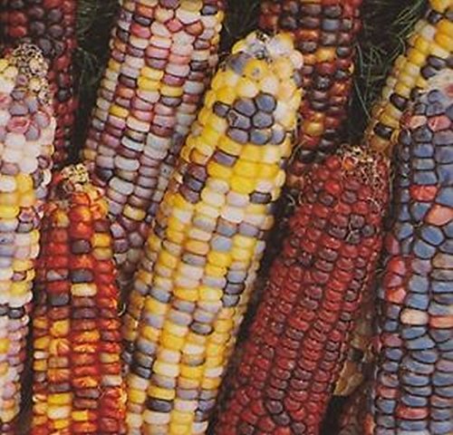Fiesta Hybrid Indian Corn Seeds - Blue, Red, Yellow & White Multicolor Variety (25 Seeds) for Fall Decorations, Thanksgiving Centerpieces & Garden Planting