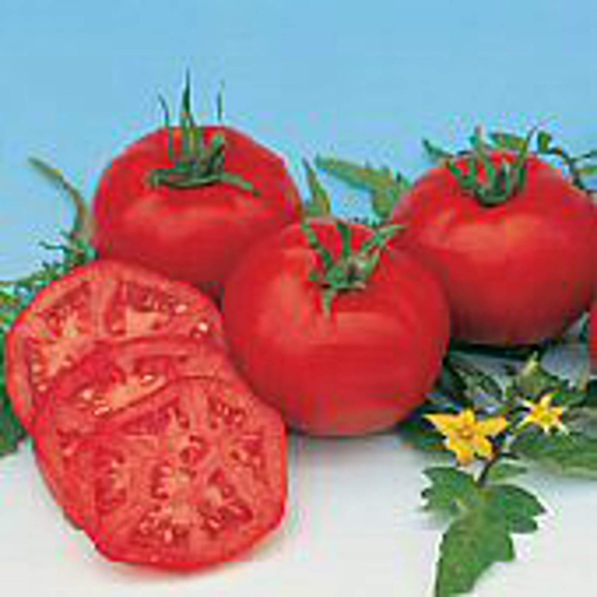 Non-GMO Moskvich Tomato Seeds (20+ Seeds) - Heirloom Vegetable Seeds for Planting, Home Garden, Greenhouse & Outdoor Farming - Perfect for Fresh Salads, Sauces & Canning