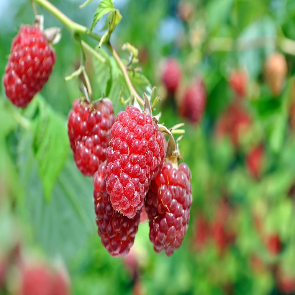 3 Heritage Everbearing Red Raspberry Plants with Free Plant Boost - Fresh Fruit Plants for Home Garden, Backyard Farming & DIY Landscaping