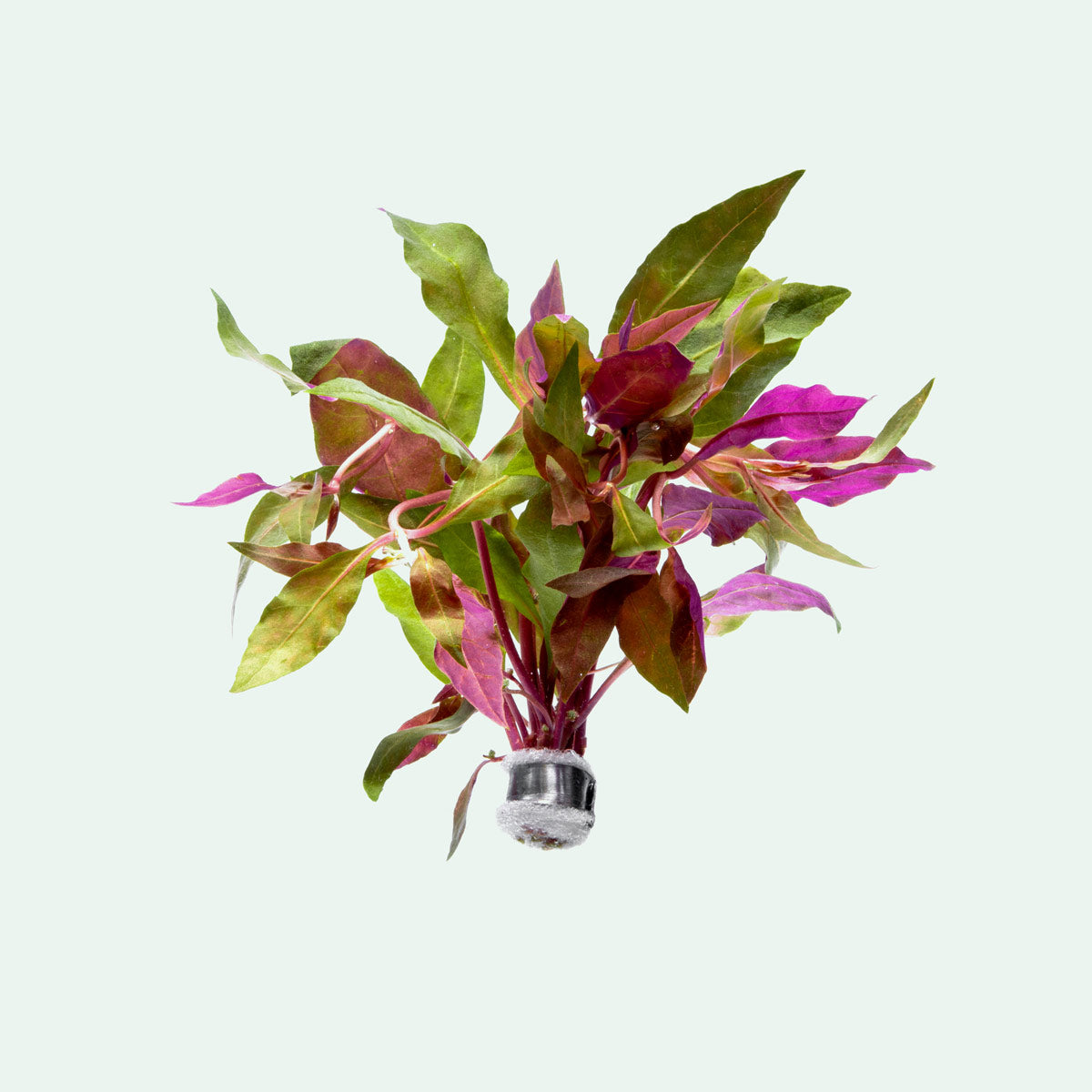 Alternanthera Rosaefolia Aquatic Plant for Aquariums - Live Freshwater Plant for Fish Tanks, Aquascaping & Aquatic Gardens