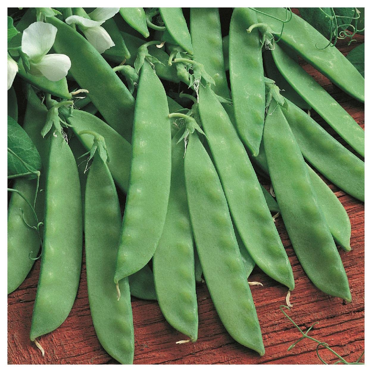 Everwilde Farms - 100 Oregon Sugar Pod II Pea Seeds - Non-GMO, Heirloom, Gold Vault Jumbo Seed Packet for Home Gardening, Vegetable Planting & Fresh Salads
