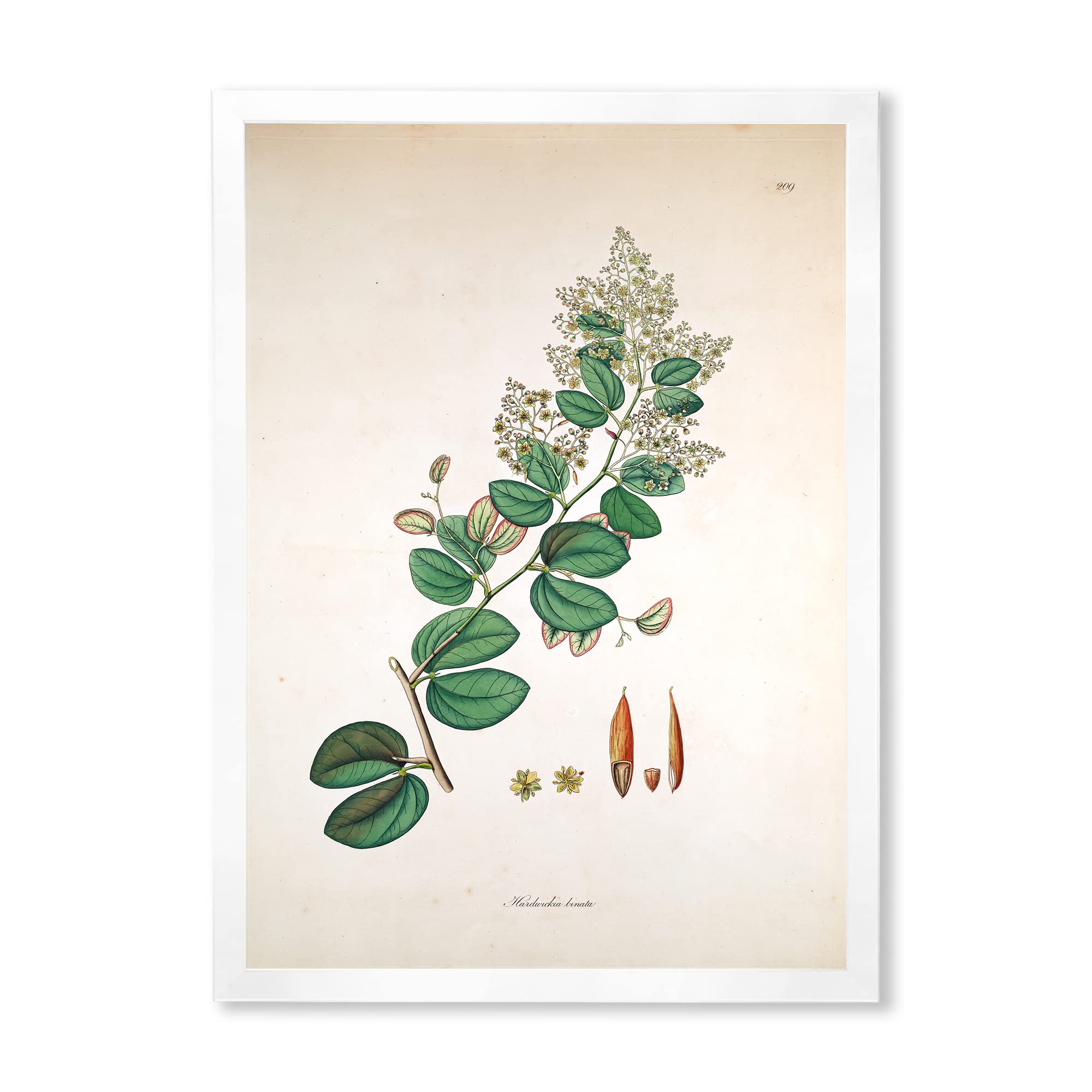 Vintage Botanicals XIII Framed Wall Art - Farmhouse Decor for Living Room, Bedroom & Office - Rustic Floral Prints for Home & Office Decor
