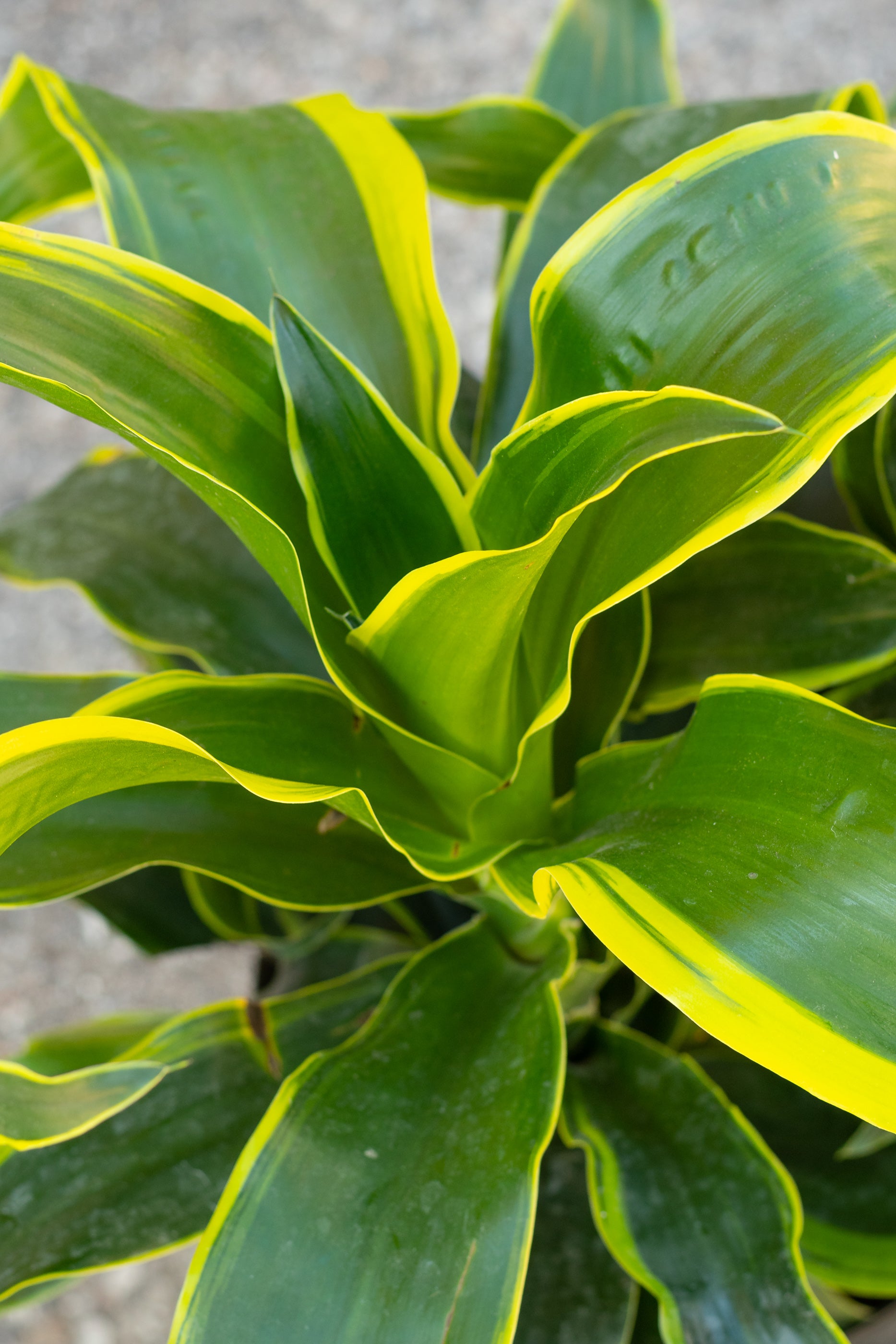 Dracaena Deremensis 'Dorado' 10-Inch Indoor Plant - Low Light Houseplant for Home & Office Decor | Perfect for Living Rooms, Bedrooms & Workspaces