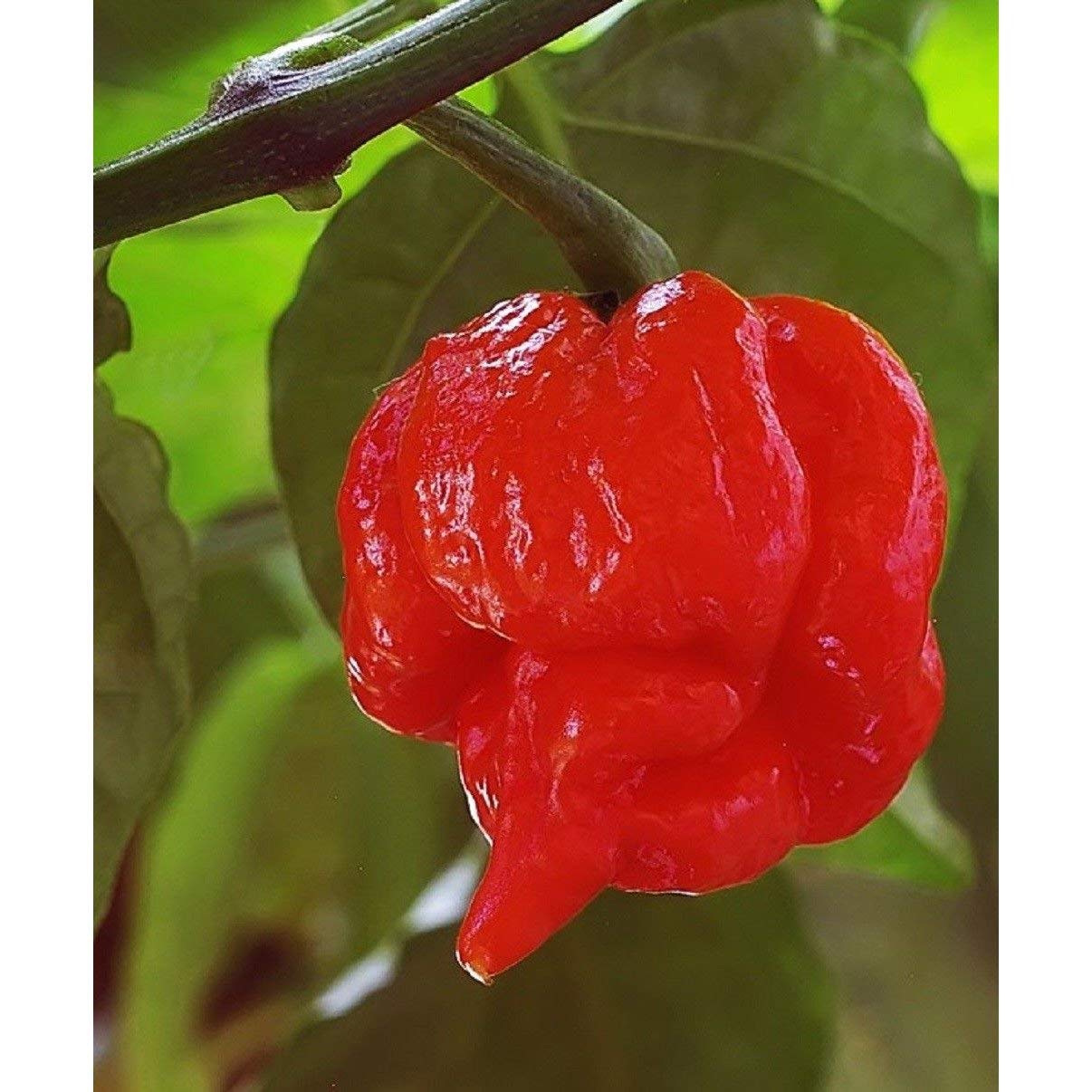 Trinidad Scorpion Butch T Pepper Seeds - 30+ Seeds Pack, Super Hot Chili Peppers for Home Gardening, Cooking & Spicy Food Lovers