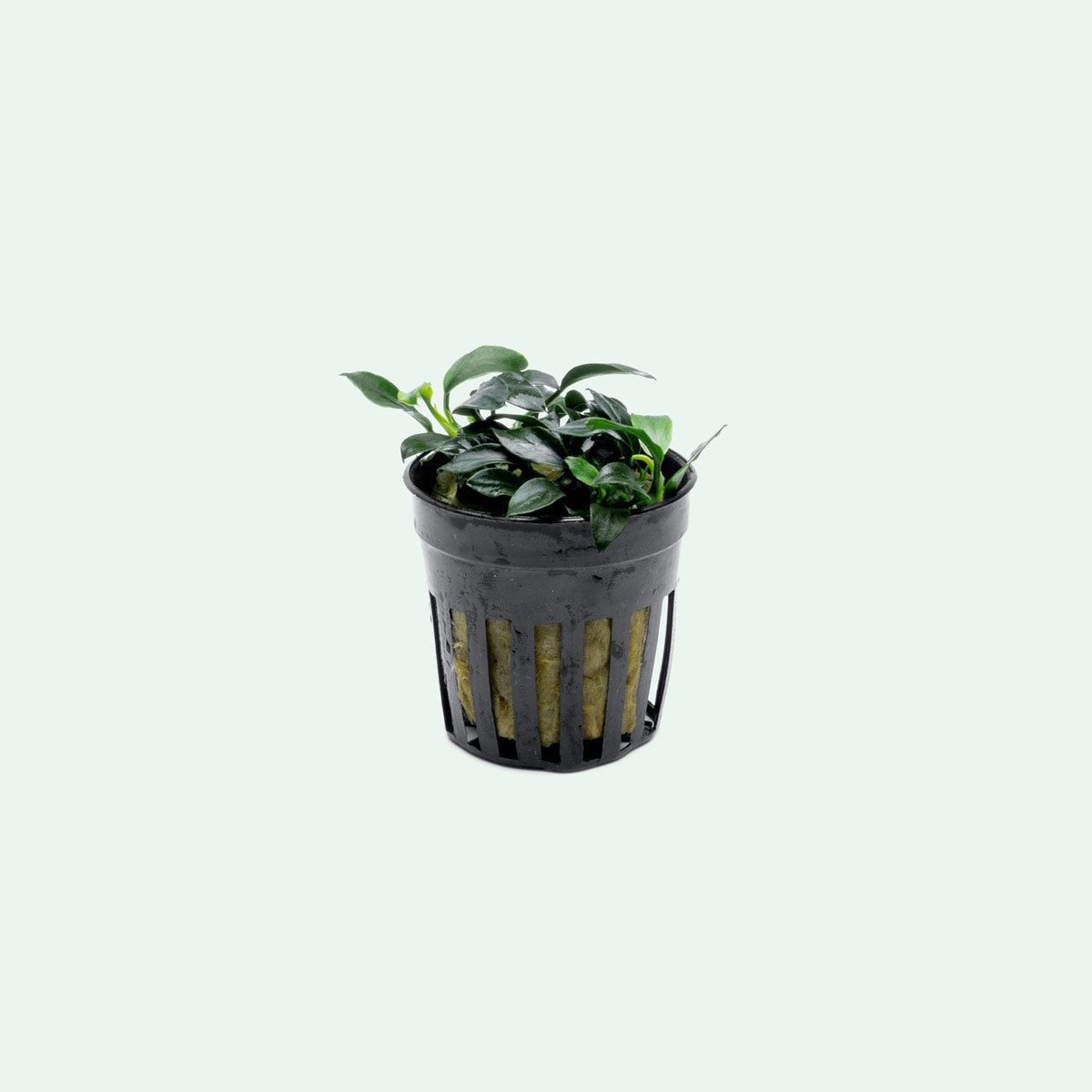 Assorted Anubias Aquatic Plants Bundle - Live Freshwater Aquarium Plants for Fish Tanks - Perfect for Aquascaping, Shrimp Tanks & Low Light Aquariums