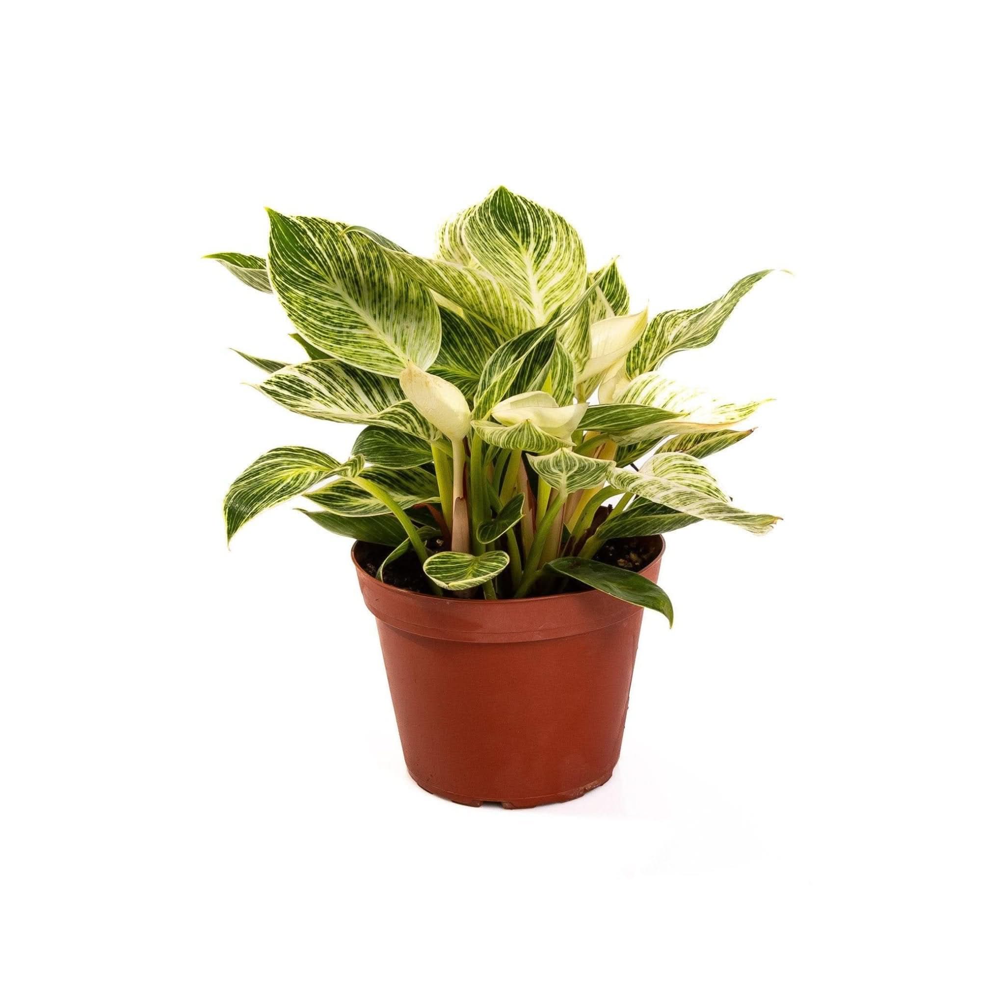 Philodendron Birkin - Rare Variegated Houseplant for Indoor Decor | Perfect for Home, Office & Gift