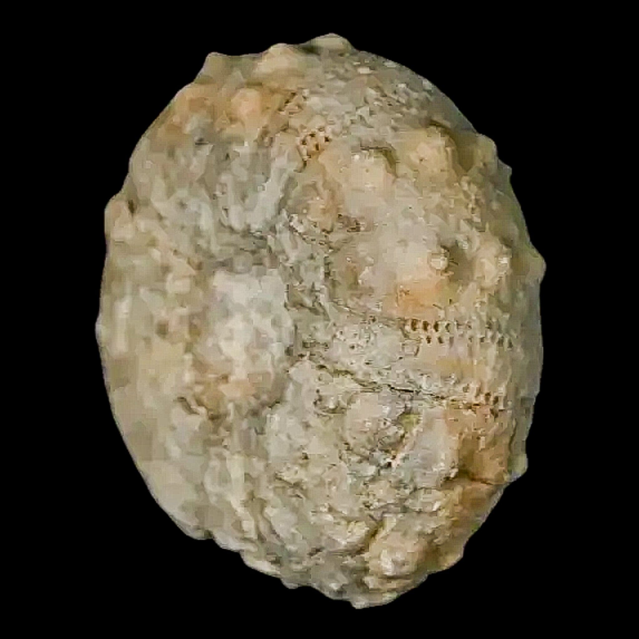 26MM Detailed Fossil Conopygus Sea Urchin Echinoid from Cretaceous Morocco - Perfect for Collectors, Paleontology Enthusiasts & Home Decor