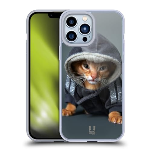 Abyssinian Kitten In A Hoodie