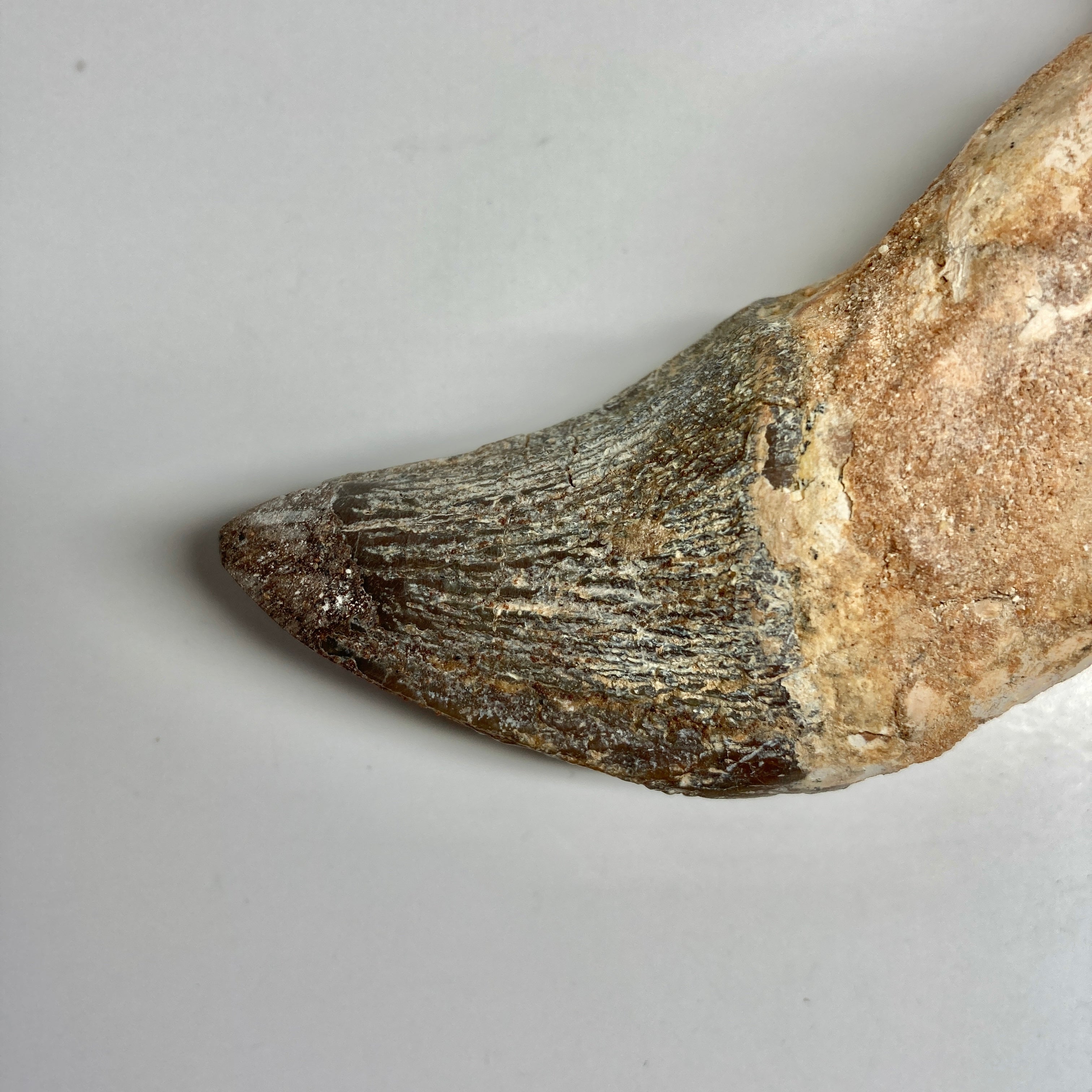 Authentic Zygorhiza Kochii Whale Tooth Fossil - Rare Prehistoric Incisor for Collectors & Paleontology Enthusiasts | Perfect for Display, Education & Museum Exhibits