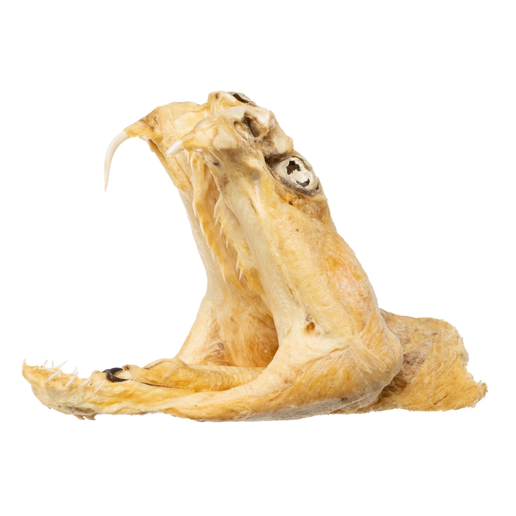 Preserved Rattlesnake Head - Authentic Taxidermy Specimen for Home Decor, Western Style, and Unique Gifts - Perfect for Halloween, Cabin Decor, and Oddity Collections