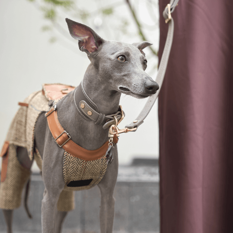 Premium Genuine Leather Dog Collar with Metal Buckle - Durable & Stylish for Small, Medium, Large Dogs - Perfect for Daily Walks, Training & Outdoor Adventures