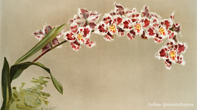 Odontoglossum Crispum Mundyanum Orchid - Rare Vintage Orchid from Reichenbachia (1888-1894) | Perfect for Orchid Collectors, Botanical Art & Victorian Garden Decor