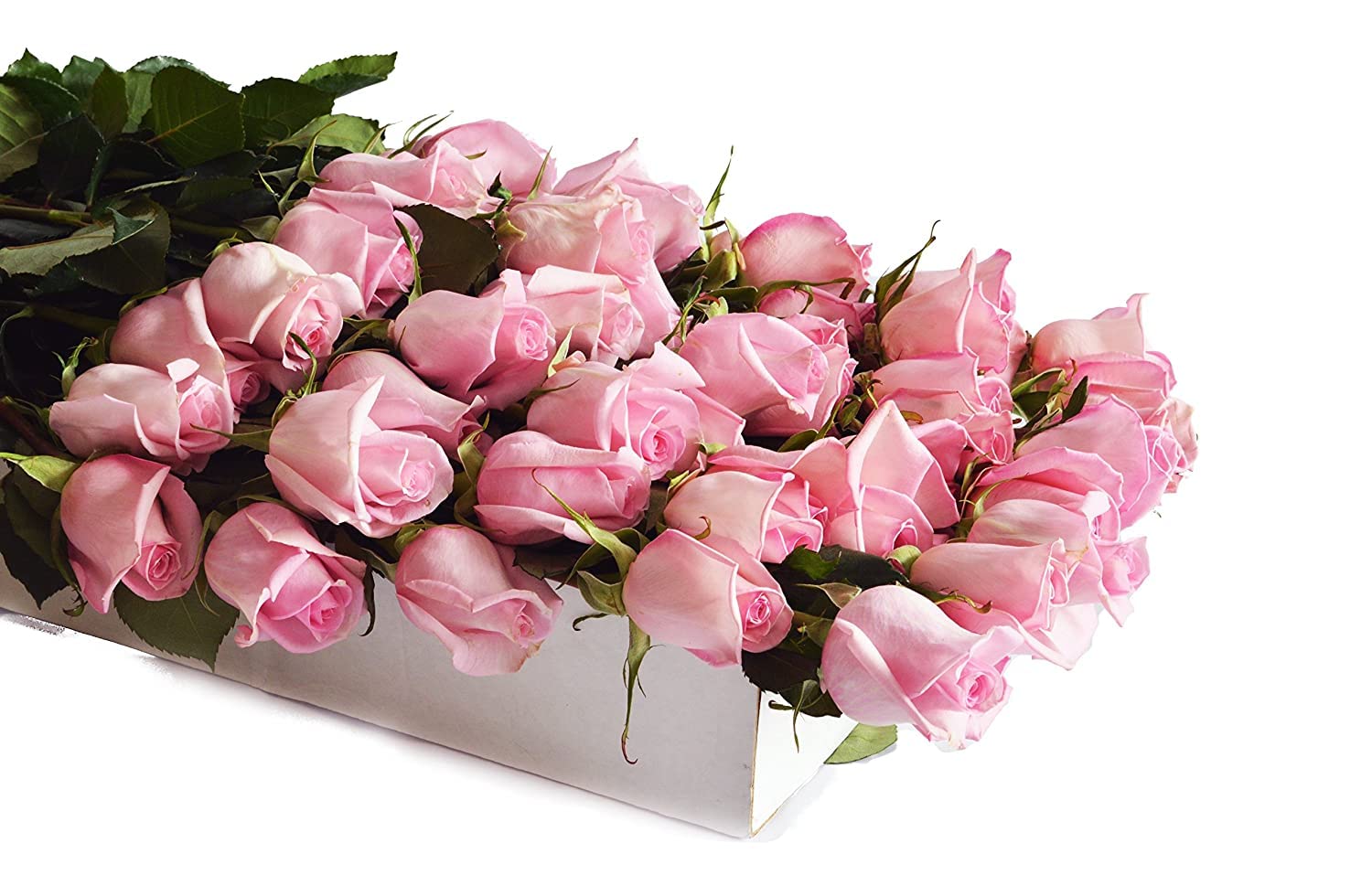 Premium 100 Pink Roses - Fresh Farm Direct Wholesale Flowers for Mother's Day, Birthday, Valentine's & Easter - Perfect for Weddings, Anniversaries & Home Decor