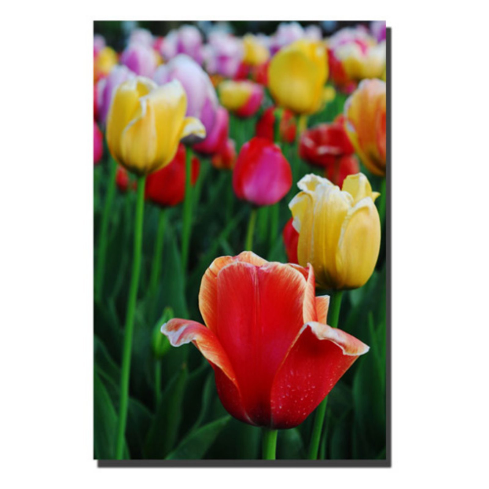 Kurt Shaffer In Among The Tulips II Canvas Art Print - 14x19 Inch Floral Wall Decor for Living Room, Bedroom & Office - Trademark Fine Art Collection