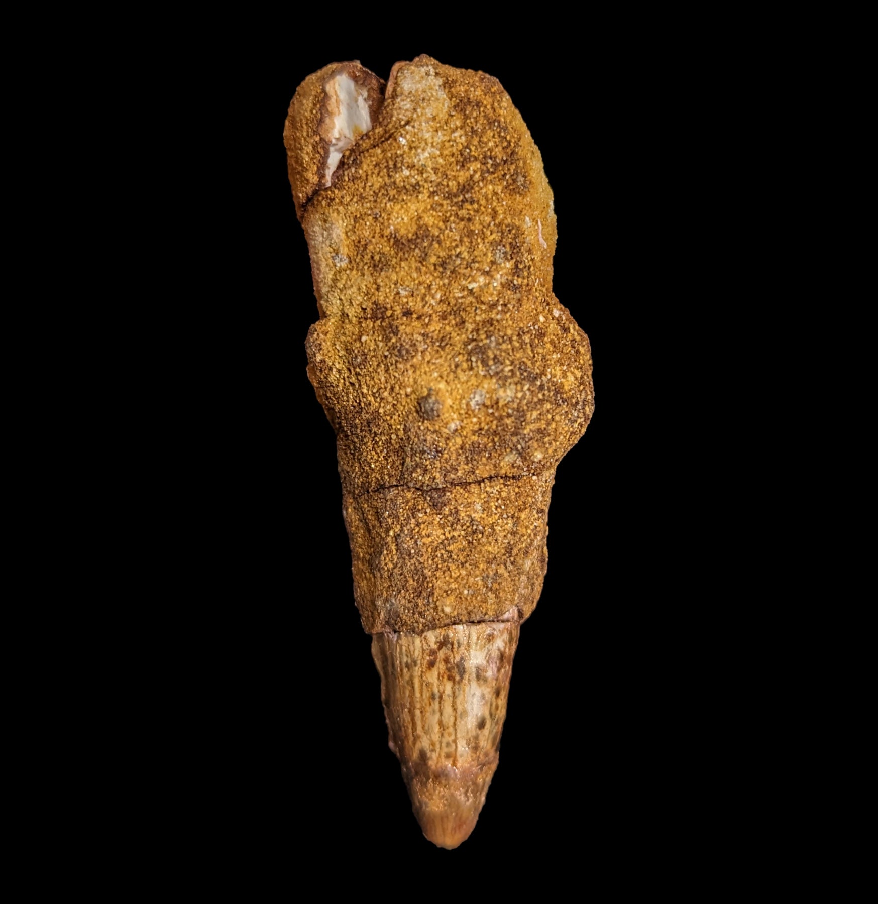 Authentic Spinosaurus Dinosaur Tooth Fossil - Real Prehistoric Dinosaur Tooth for Collectors, Paleontology Enthusiasts & Home Decor | Perfect for Science Displays, Educational Projects & Unique Gifts