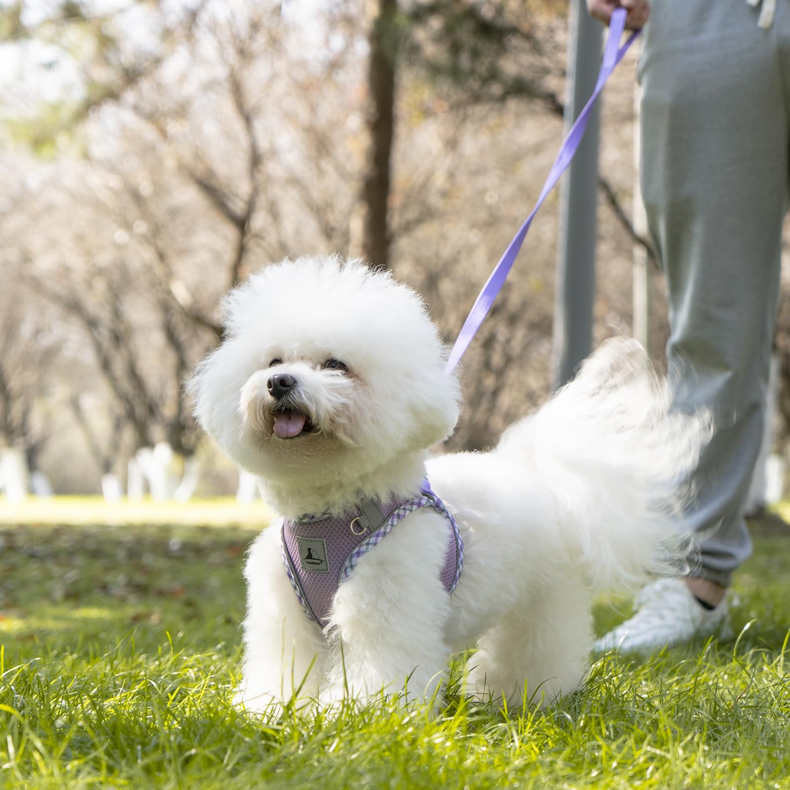No Pull Dog Harness and Leash Set - Soft Breathable Adjustable Pet Vest for Small Dogs, Puppies & Cats - Reflective Step-in Design for Safe Night Walking - Perfect for Daily Walks, Jogging & Outdoor Adventures