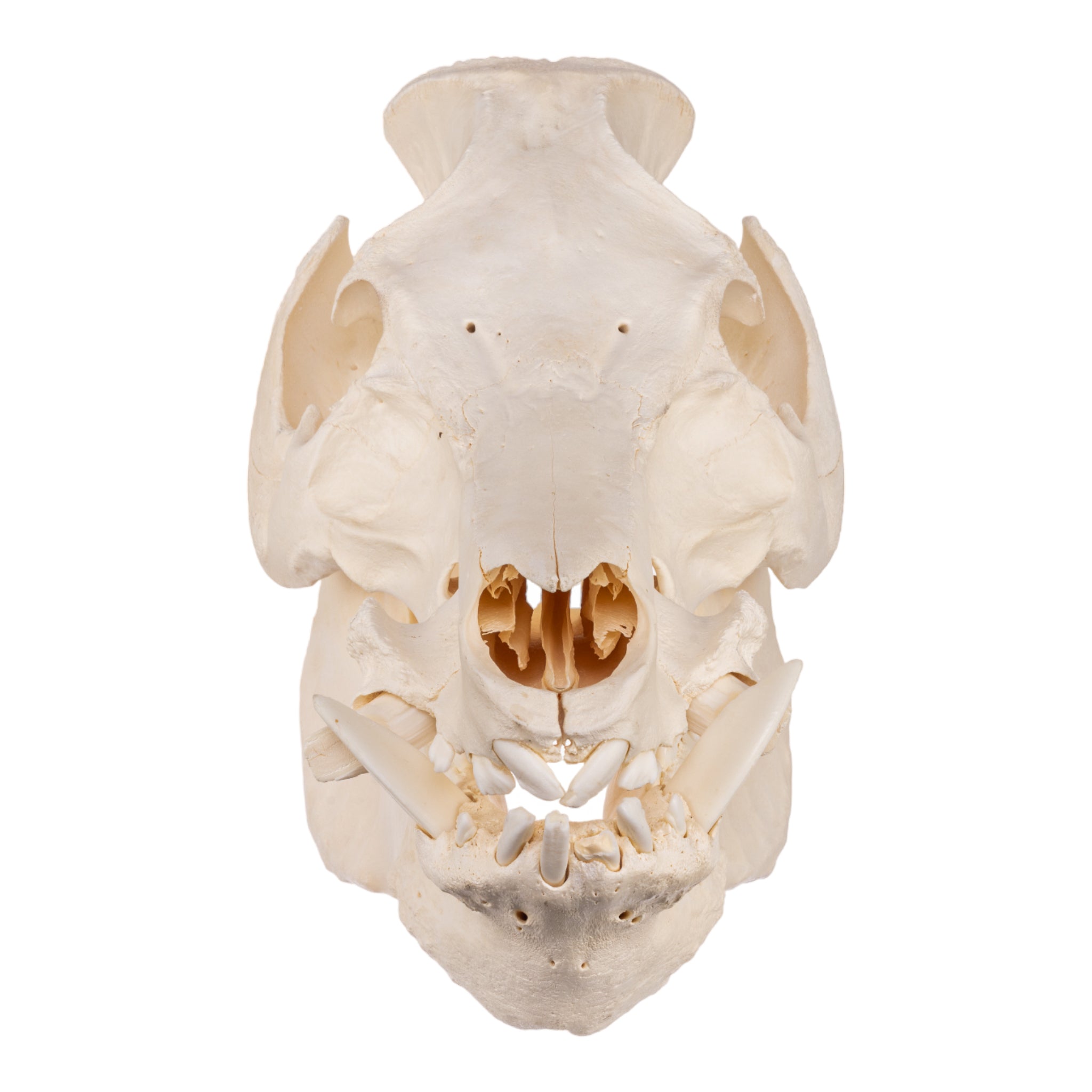 Extra Large Real Domestic Pig Skull - Authentic Animal Specimen for Halloween Decor, Taxidermy, Science Education & Oddity Collections