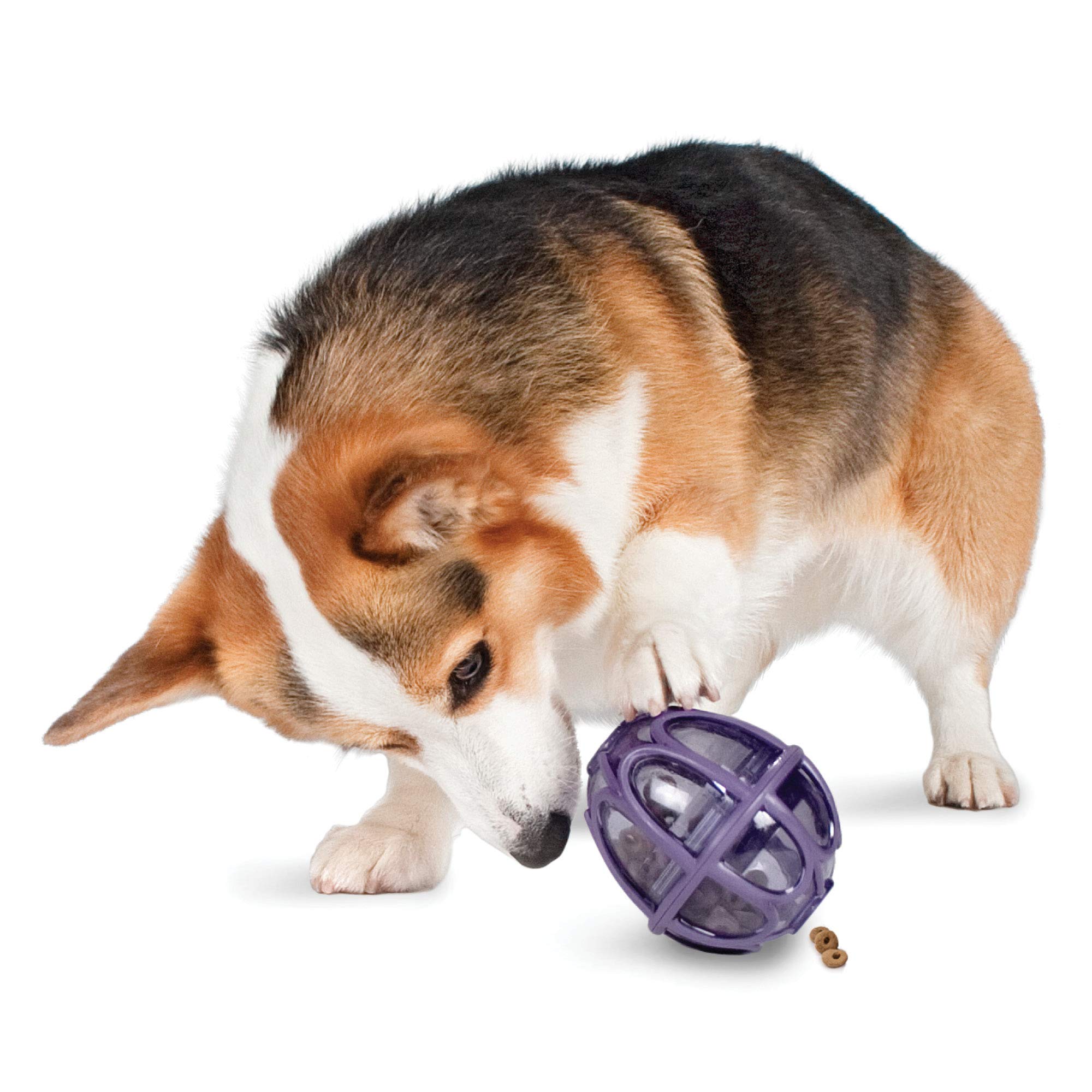 PetSafe Busy Buddy Kibble Nibble Dog Toy - Interactive Treat Dispenser & Slow Feeder for Small Dogs - Perfect for Mealtime Enrichment & Boredom Relief