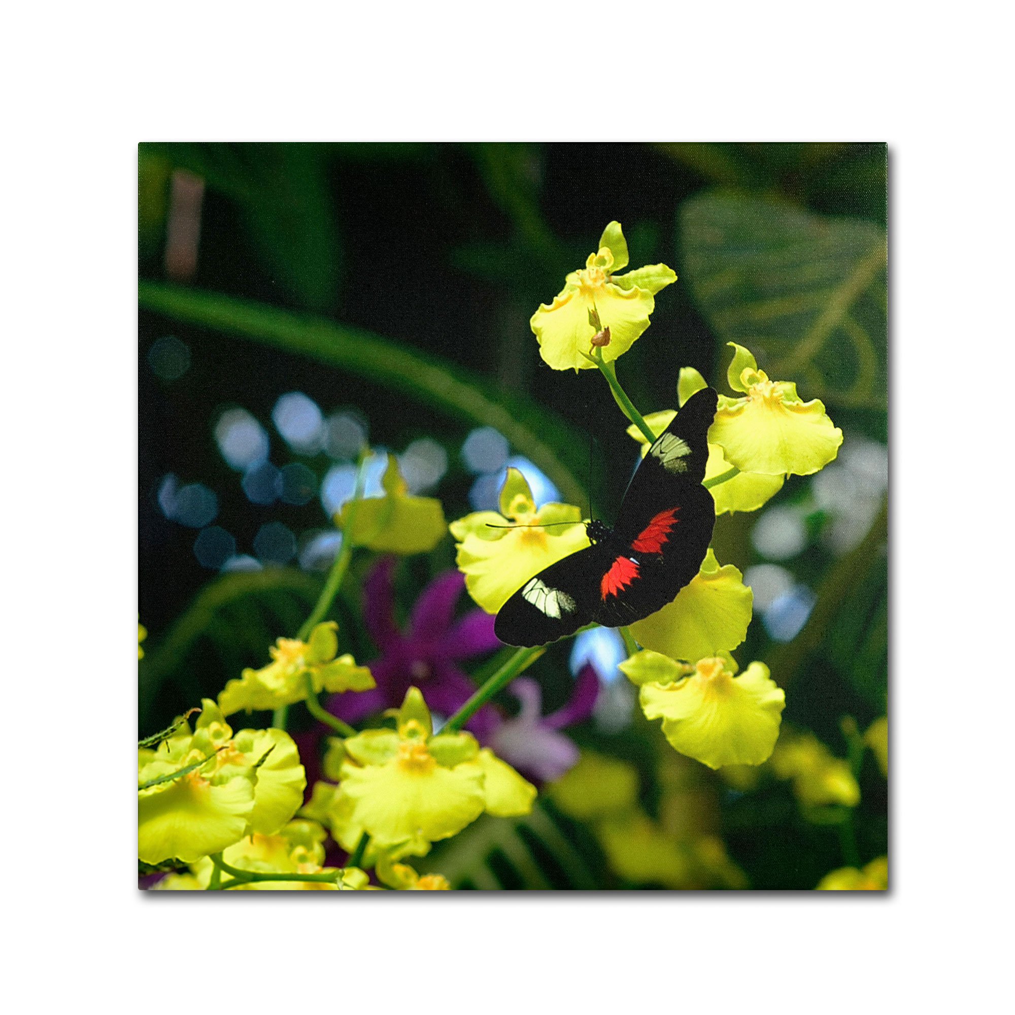 Kurt Shaffer Doris Longwing Butterfly on Orchid Canvas Wall Art - 35x35 Inch Tropical Nature Painting for Living Room, Bedroom & Office Decor